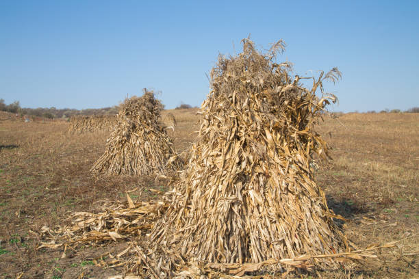 Yellow, dry corn stems at damaged corn field due to long time drought