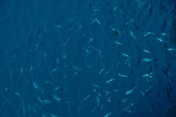 Shoal of fish underwater, top view