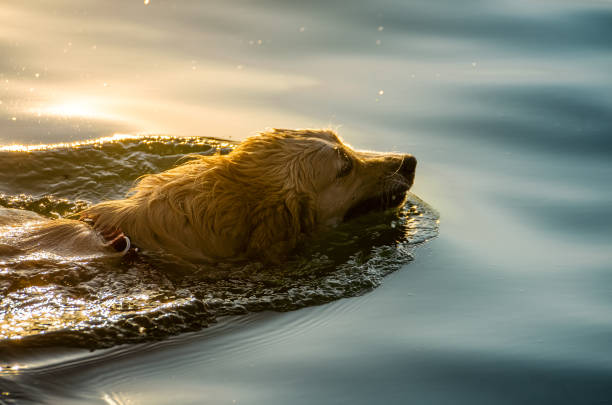 Golden retriever with owner swimming in the water, aiming for his favorite toy