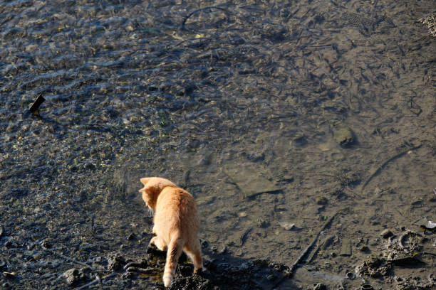 Cat hunting for small fish on the seashore