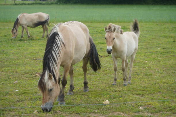 istock French Camargue Horse Pony 1814754462
