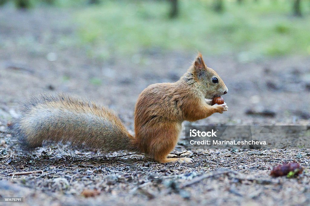 Écureuil est de manger une haselnut. Vue de côté - Photo de Aiguille - Partie d'une plante libre de droits