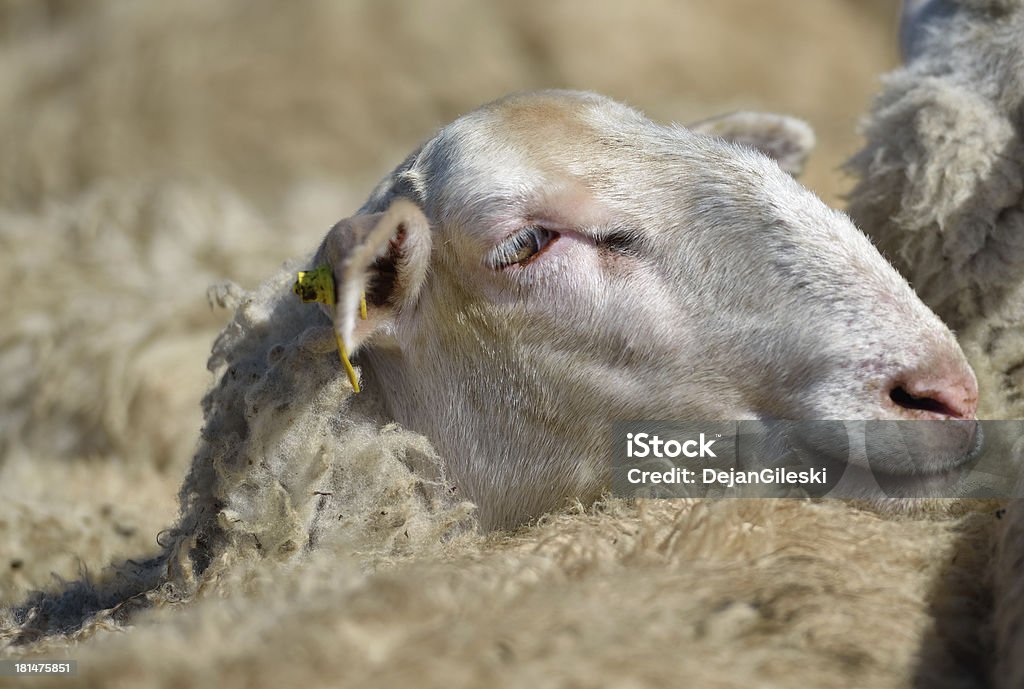 Schafe - Lizenzfrei Agrarbetrieb Stock-Foto