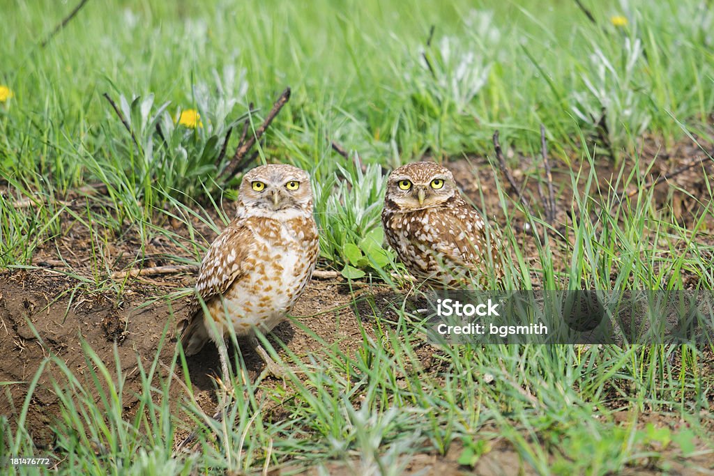 Civetta delle tane (Athene cunicularia) - Foto stock royalty-free di Ambientazione esterna