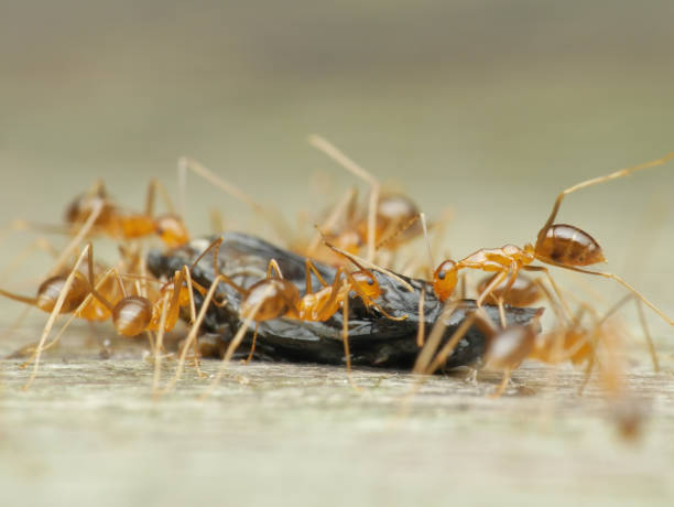 istock Crazy yellow ants is eating lizard droppings 1814768905