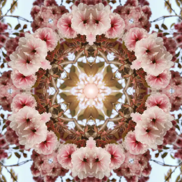 Photo of cherry blossom kaleidoscope