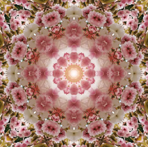 Photo of cherry blossom kaleidoscope