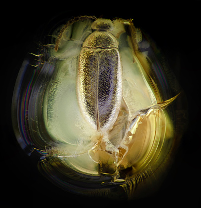 Scraptiidae, false flower beatle (Coleoptera). Baltic amber, Eocene, approximately 56 - 34 million years ago. Image taken with extreme macro and focus stacking technique.