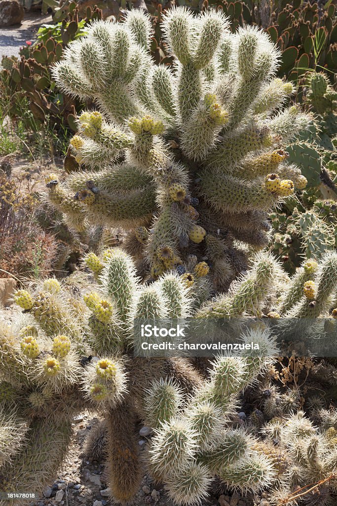 Pero permaneciendo planta. - Foto de stock de Arbusto libre de derechos