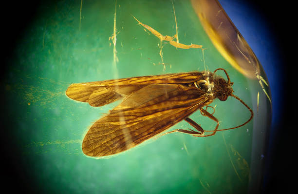 istock Insect inclusion, Trichoptera in Baltic amber 1814781297