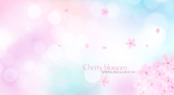 blütenhintergrund mit bokeh-licht und sakura-blumen. - backgrounds image petal colors stock-grafiken, -clipart, -cartoons und -symbole