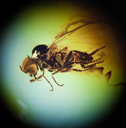 Simuliidae, black fly (Diptera) in Baltic amber, Eocene, approximately 56 - 34 million years ago. Image taken with extreme macro and focus stacking technique.