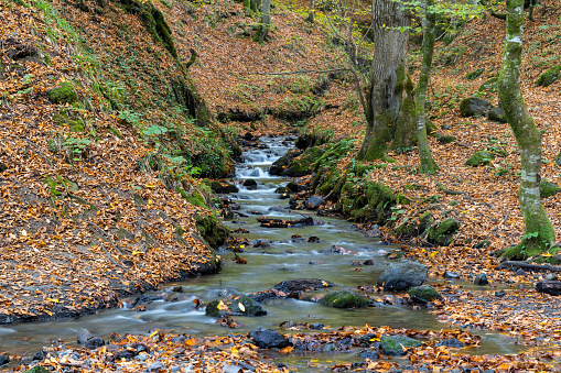 Autumn view of Bolu, Yedigöller National Park. The forest consists of beech, hornbeam, oak, alder, maple, elm, aspen, yellow and black pine tree species. It gives colorful images in the autumn season. Water flowing from high altitudes forms small waterfalls. Taken in daylight with a full frame camera.