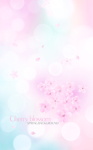 Blossom background with bokeh light and sakura flowers.