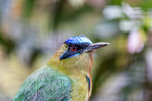 Immerse yourself in the vibrant hues of the Amazonian Motmot (Momotus momota) as it graces the lush rainforests of South America. This stunning bird, with its distinctive tail feathers, epitomizes the exotic beauty of Amazonian avian life.