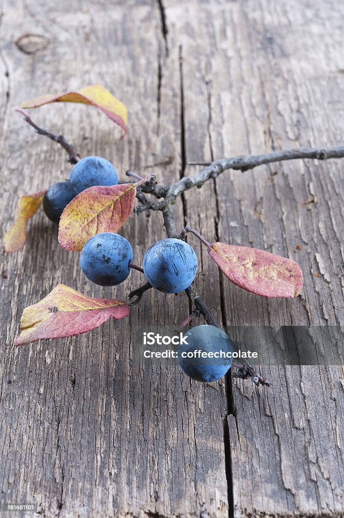 Sloe berry Branch sloe berry on a old textured wooden background Autumn Stock Photo