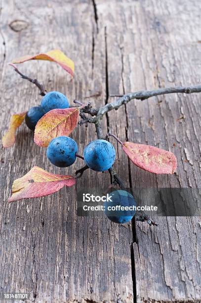 Sloe Berry Stock Photo - Download Image Now - Autumn, Berry Fruit, Blackthorn