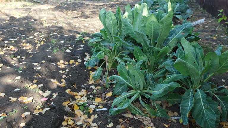 view of green horseradish on the ground