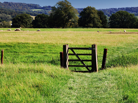 Beverley, Yorkshire, UK. Open farm gate leading into agricultural landscape with oats crop ripening in summer in Beverley, Yorkshire, UK.