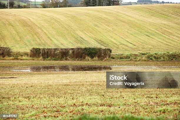 Foto de Outonal Paisagem Campos Em Cocork Irlanda e mais fotos de stock de Agricultura - Agricultura, Arbusto, Campo