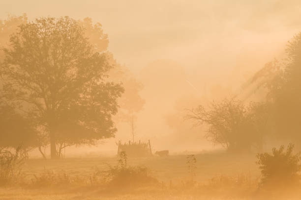 istock Landscape with grazing cows in a countryside with trees and grass covered with dewdrops and morning fog in Bad Pyrmont, Germany. 1814814819
