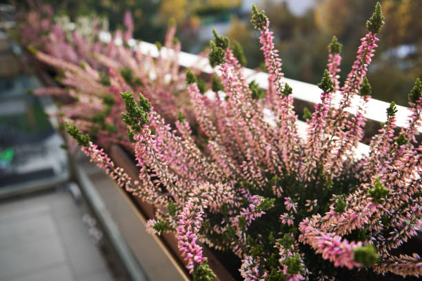 istock Fresh pink heather plant growing outdoors on a balcony 1814814840