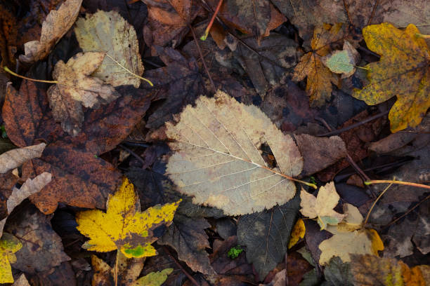 istock Autumn alder leaf on the ground, can be used as a natural background. 1814815631