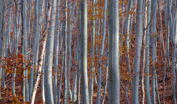 Autumn silver beech forest, natural autumn background, tree trunks, nature in Germany.