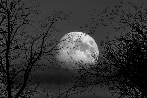 A nearly full moon behind trees, a little bit of cloud and some birds