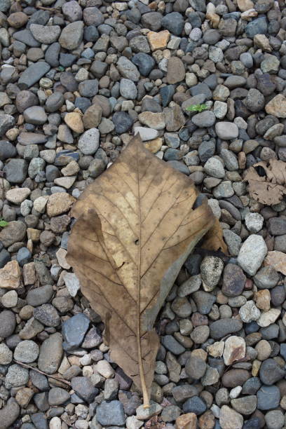 istock wide old leaves on gravel 1814816300