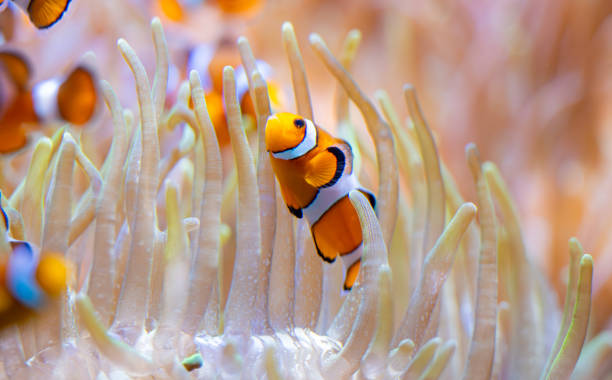 istock clown fish in an aquarium 1814816322