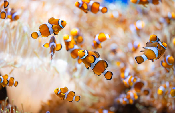 istock clown fish in an aquarium 1814816332