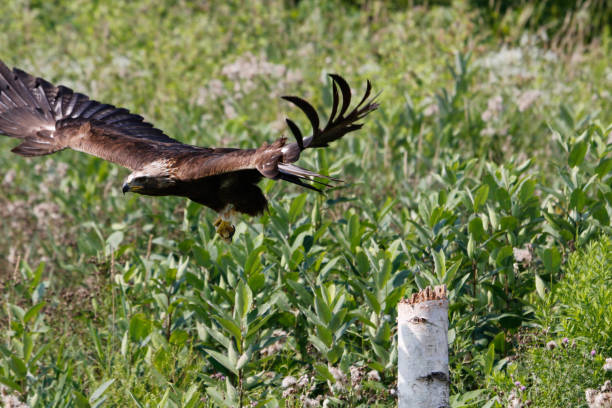 istock Golden Eagle Series of photos 1814816416