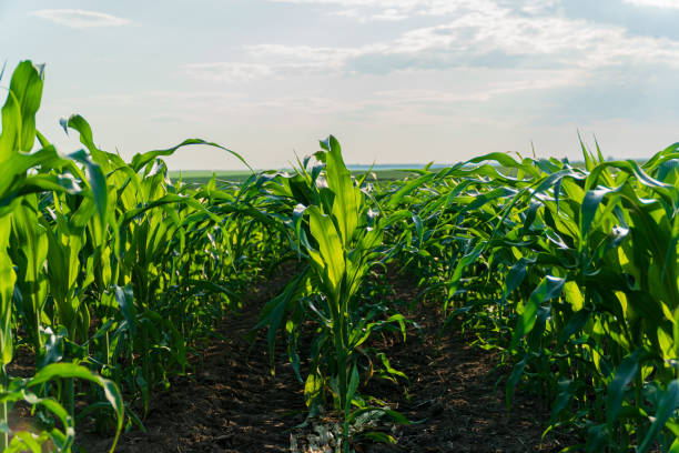istock Growing corn plants. Plantation of green corn 1814816557