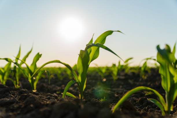 istock Beautiful green corn sprouts. Corn sprouts grow in the field in summer 1814816564