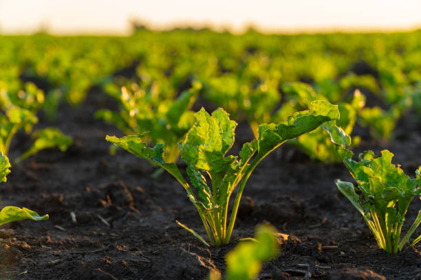 istock Green sugar beet sprouts. Sugar beet grows in a large field 1814816571
