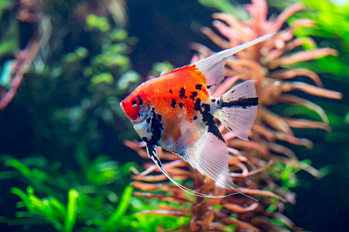 fish in an aquarium close-up