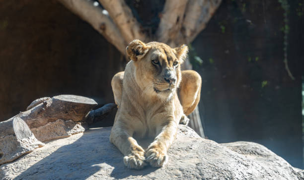 istock lion in the park 1814816745