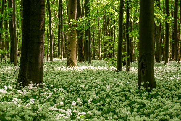 istock Flowering wild garlic (Allium ursinum) in a tranquil springtime forest, Ith, Germany 1814816800