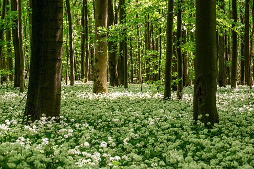 Idyllic forest during springtime with blooming wild garlic (Allium ursinum) covering the floor, Ith-Hils-Weg, Ith, Weserbergland, Germany