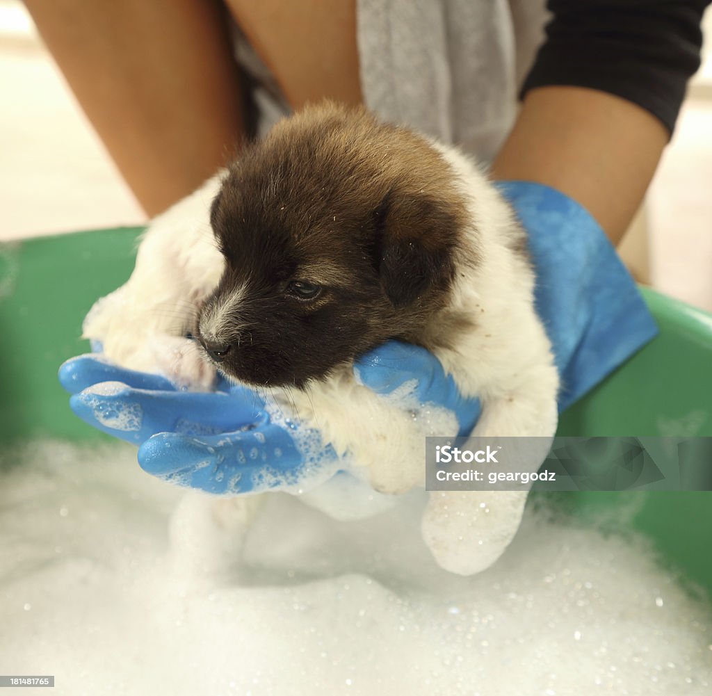 Blue gloved hand washing a very small puppy puppy dog in bath tub with hand washing its fur Animal Stock Photo