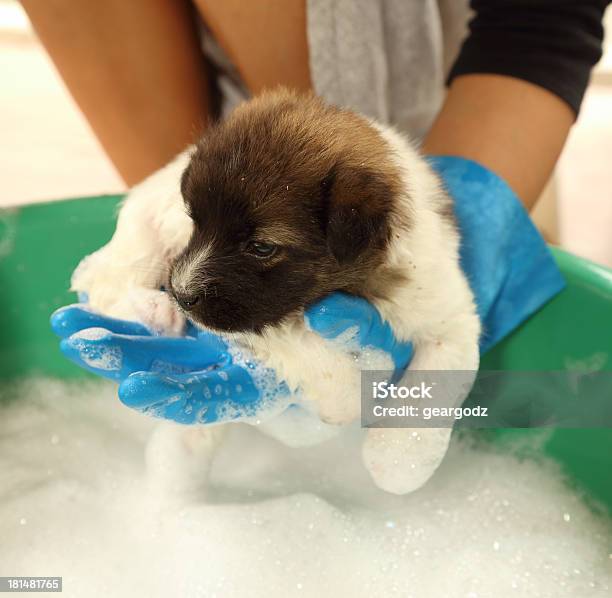 Blue Gloved Hand Washing A Very Small Puppy Stock Photo - Download Image Now - Animal, Animal Body, Animal Body Part