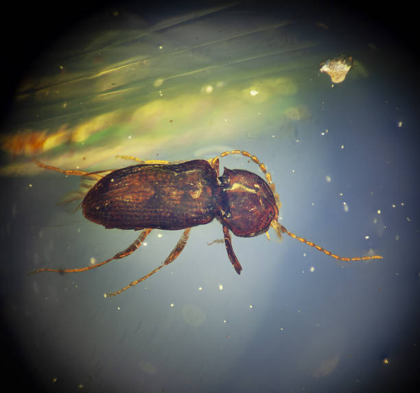 istock Insect inclusion, Cerophytidae (Coleoptera) in  Burmese amber 1814817886