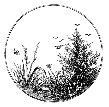 Nature - Scanned Engraving