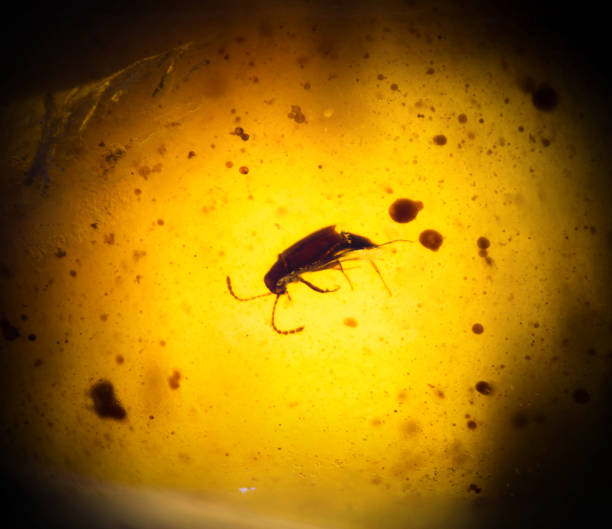 Insect inclusion,  Coleoptera in  Burmese amber
