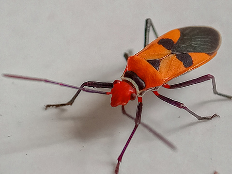 Assassin bug with natural background Macro(Sycanus collaris)