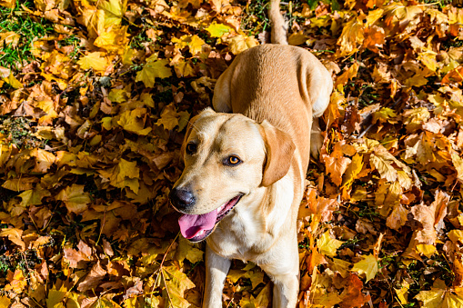 Cute young labrador retriever dog in park on autumn
