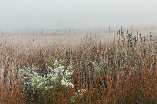 Landscape of a frosted, autumn, tall grass prairie in fog with asters in bloom, Fort Custer State Park, Michigan, USA