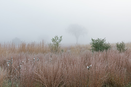 Landscape of frosted, autumn, tall grass prairie in fog with milkweed in seed, Fort Custer State Park, Michigan, USA