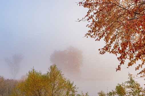 Autumn landscape at dawn of the shoreline of  Jackson Hole Lake in fog, Fort Custer State Park, Michigan, USA